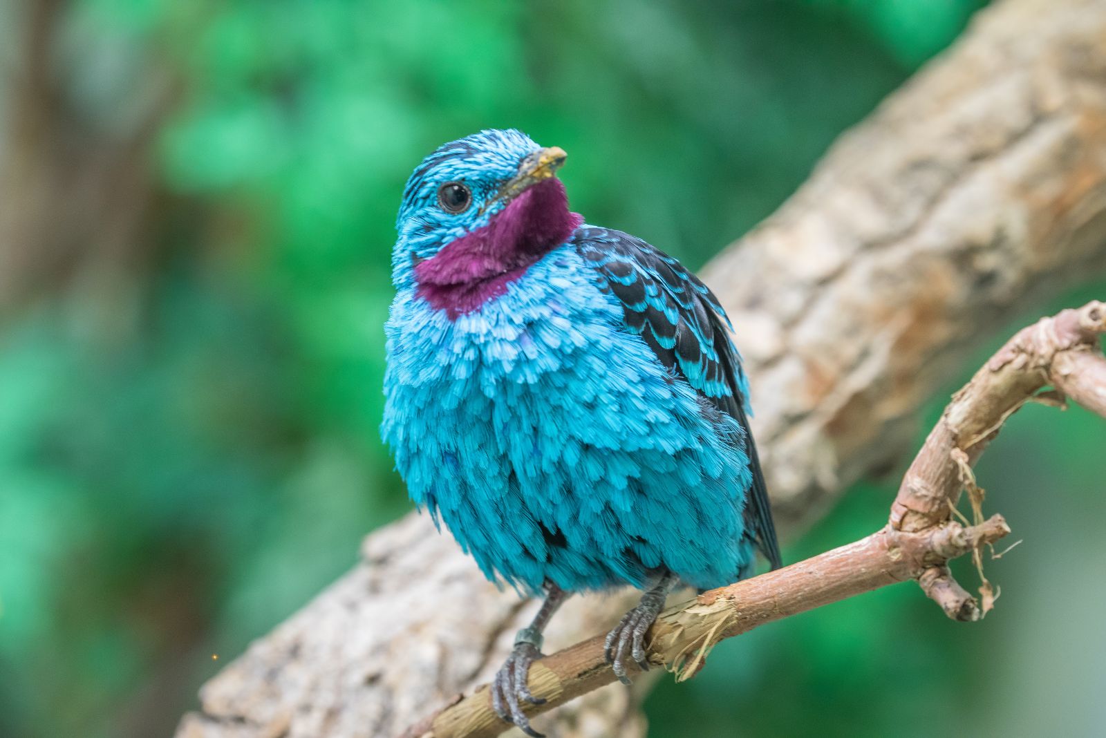 spangled cotinga