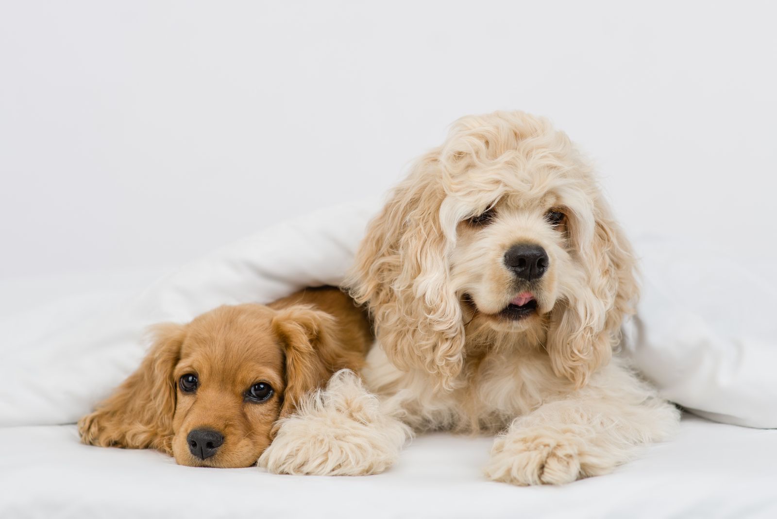 spaniel puppies