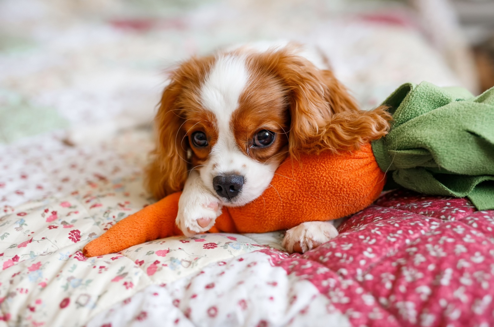 spaniel puppy