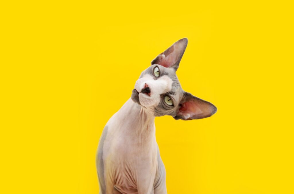 sphynx