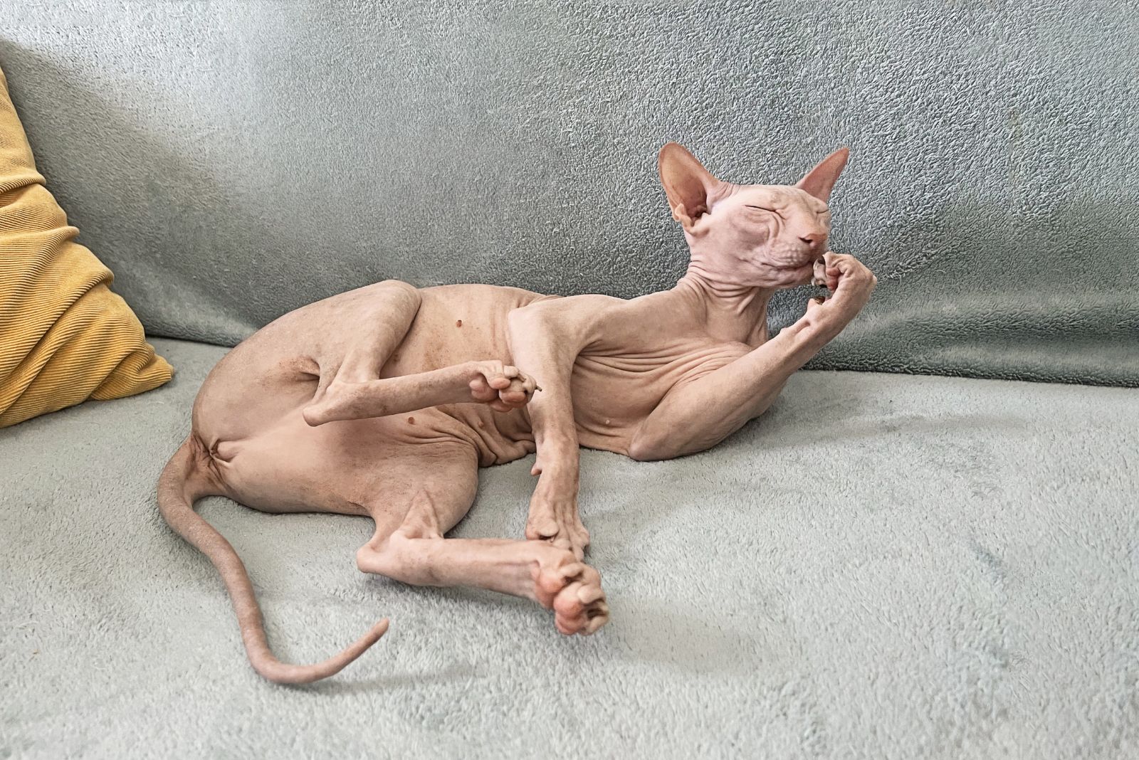 sphynx cat