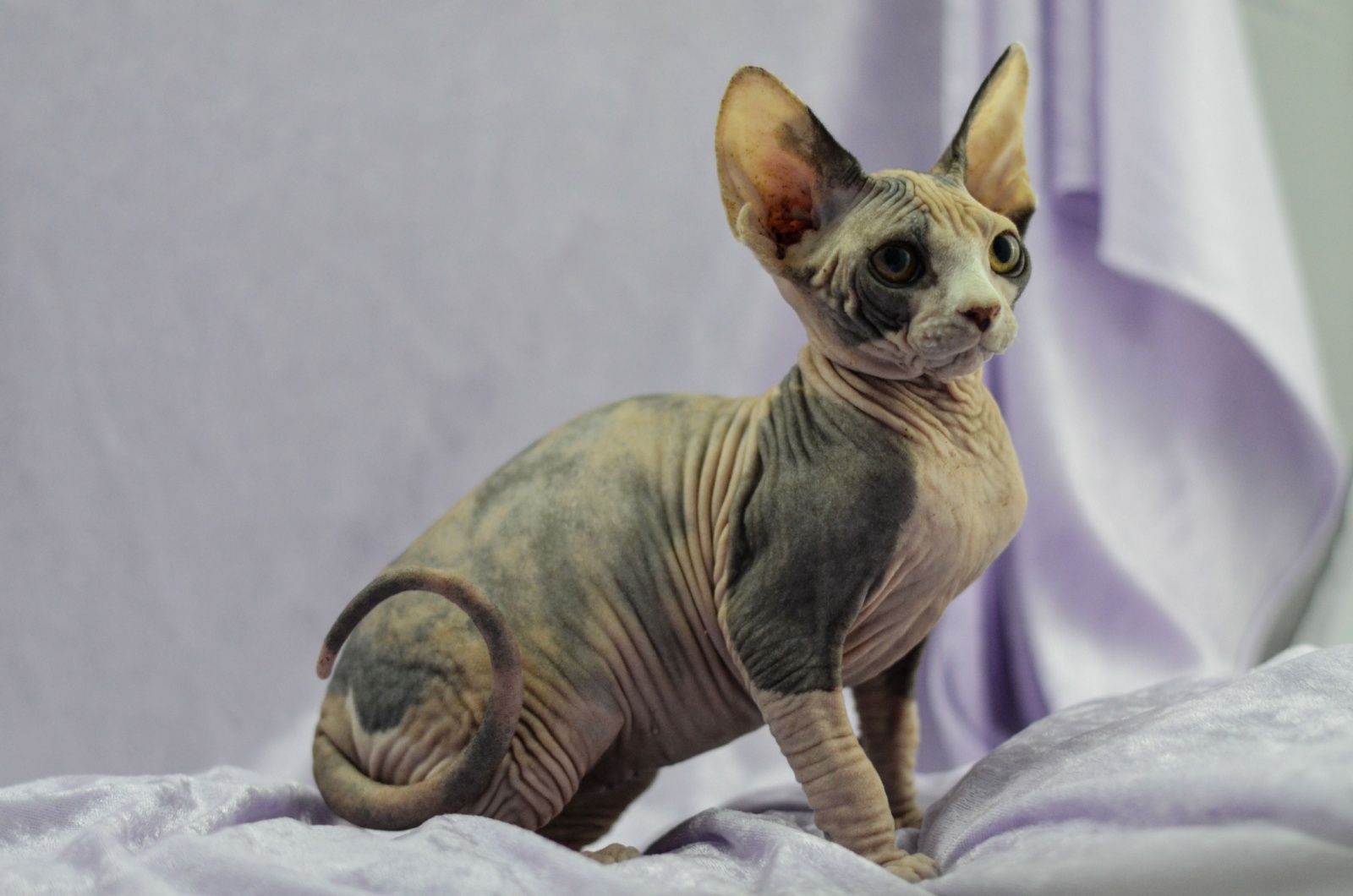 sphynx kitten