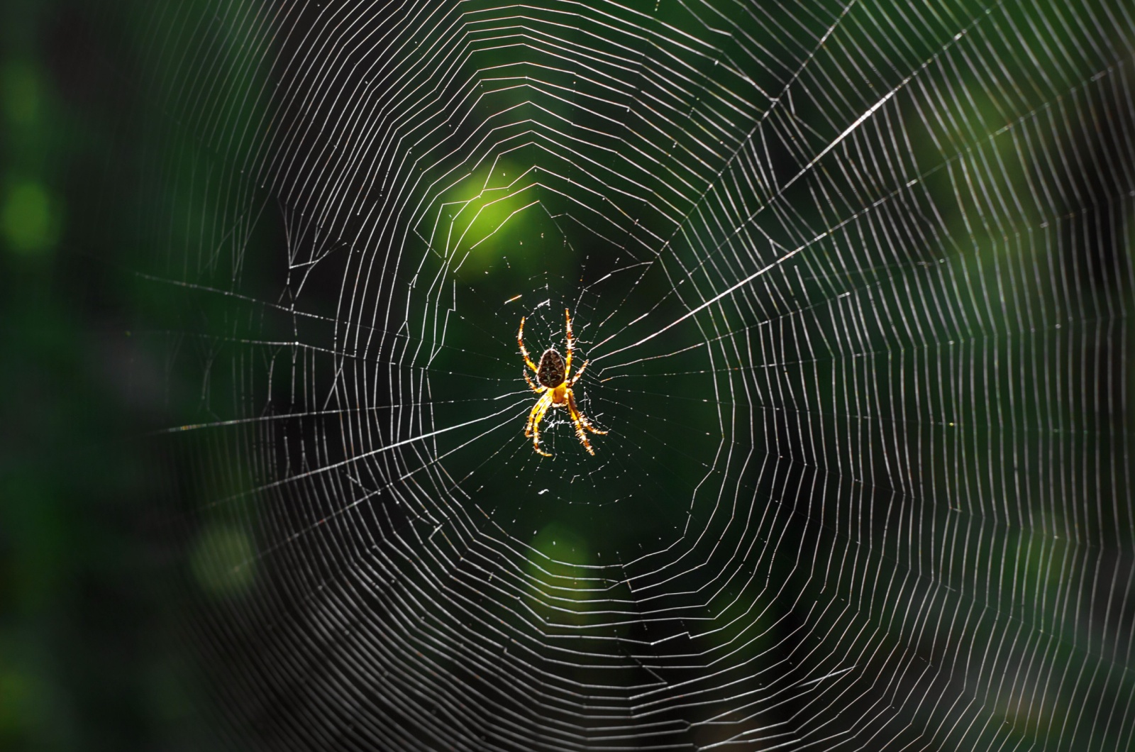 spider in web