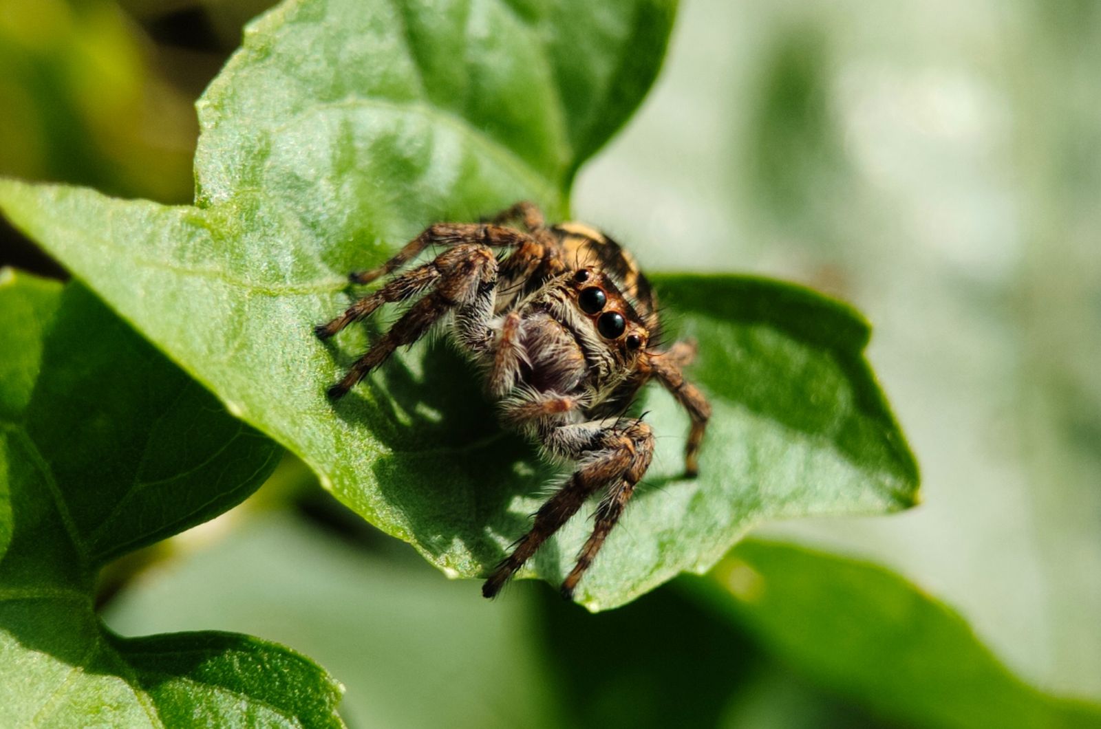 spider on leaf