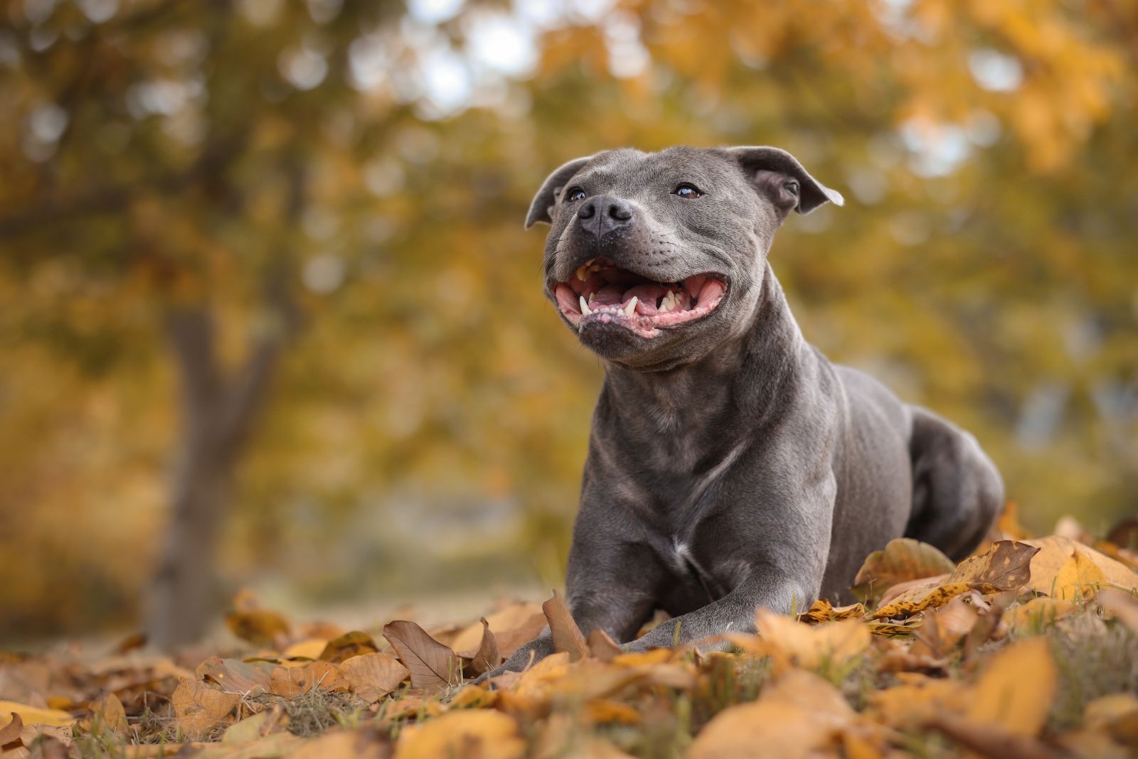 staffordshire bull terrier