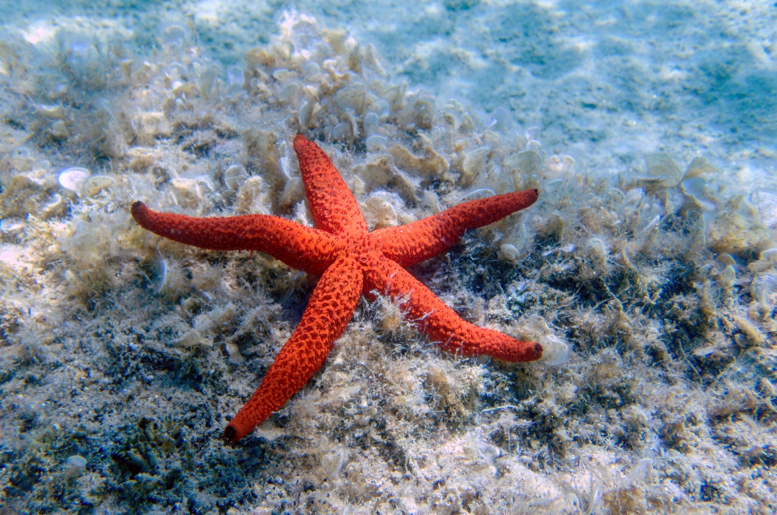 starfish