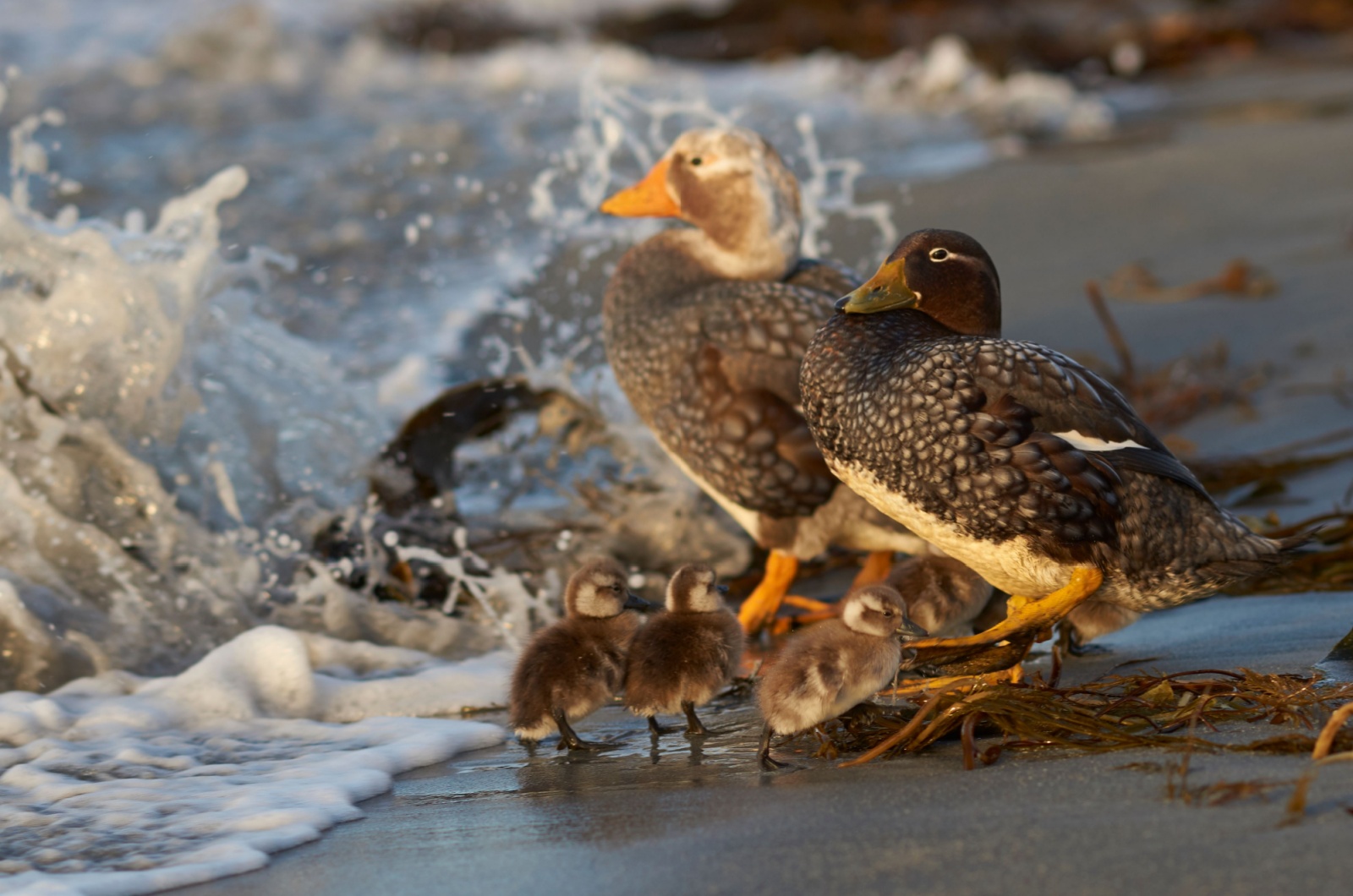 steamer duck