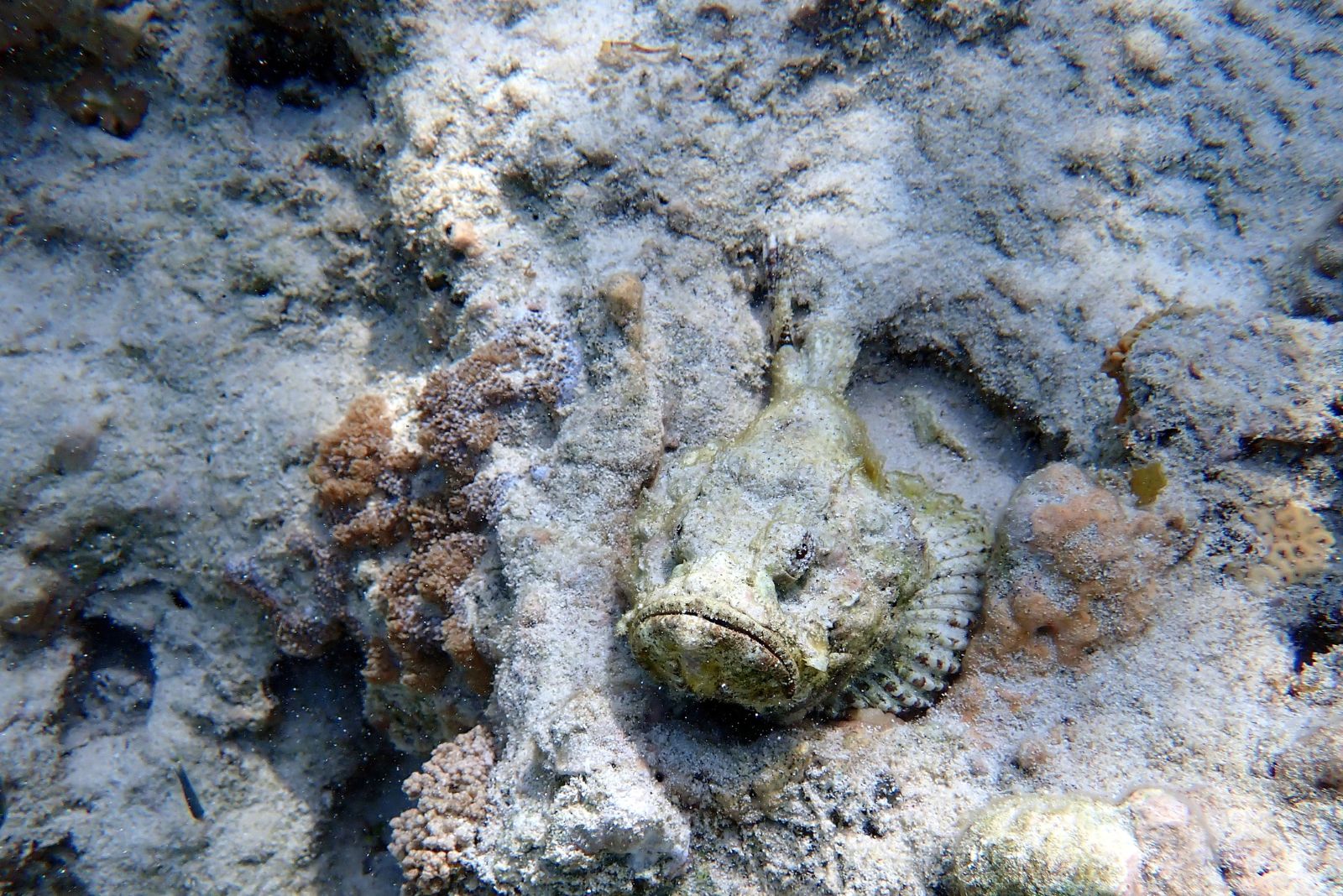 stonefish