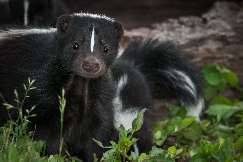 striped skunk