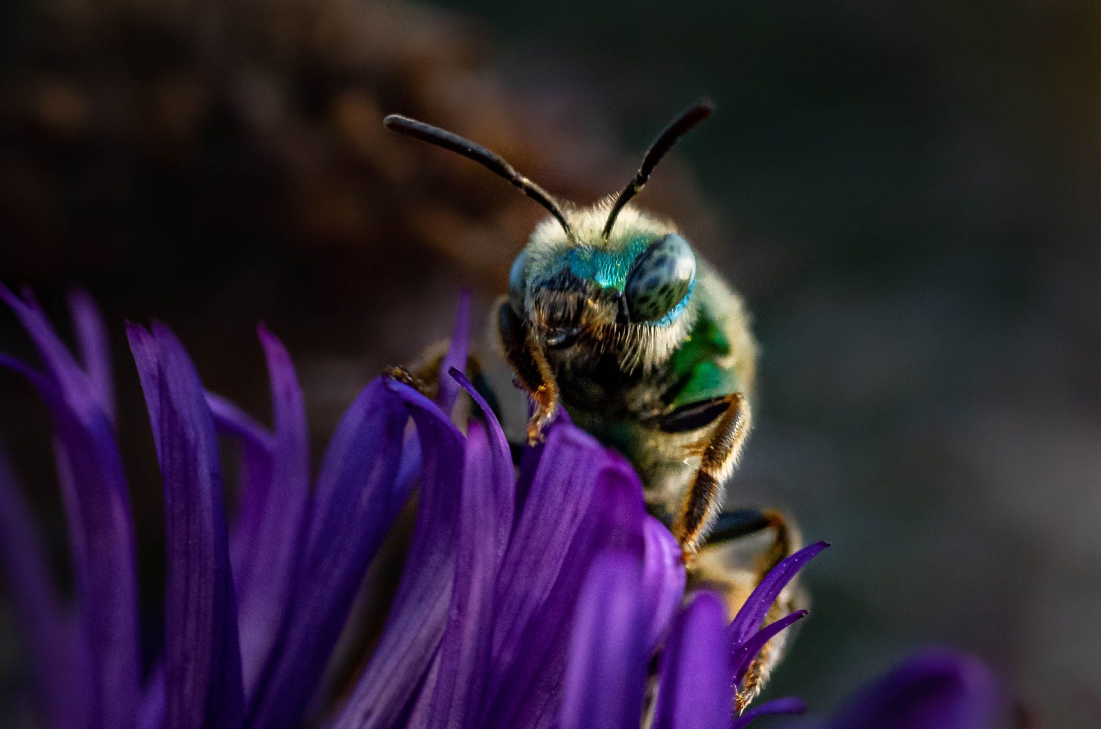 sweat bee