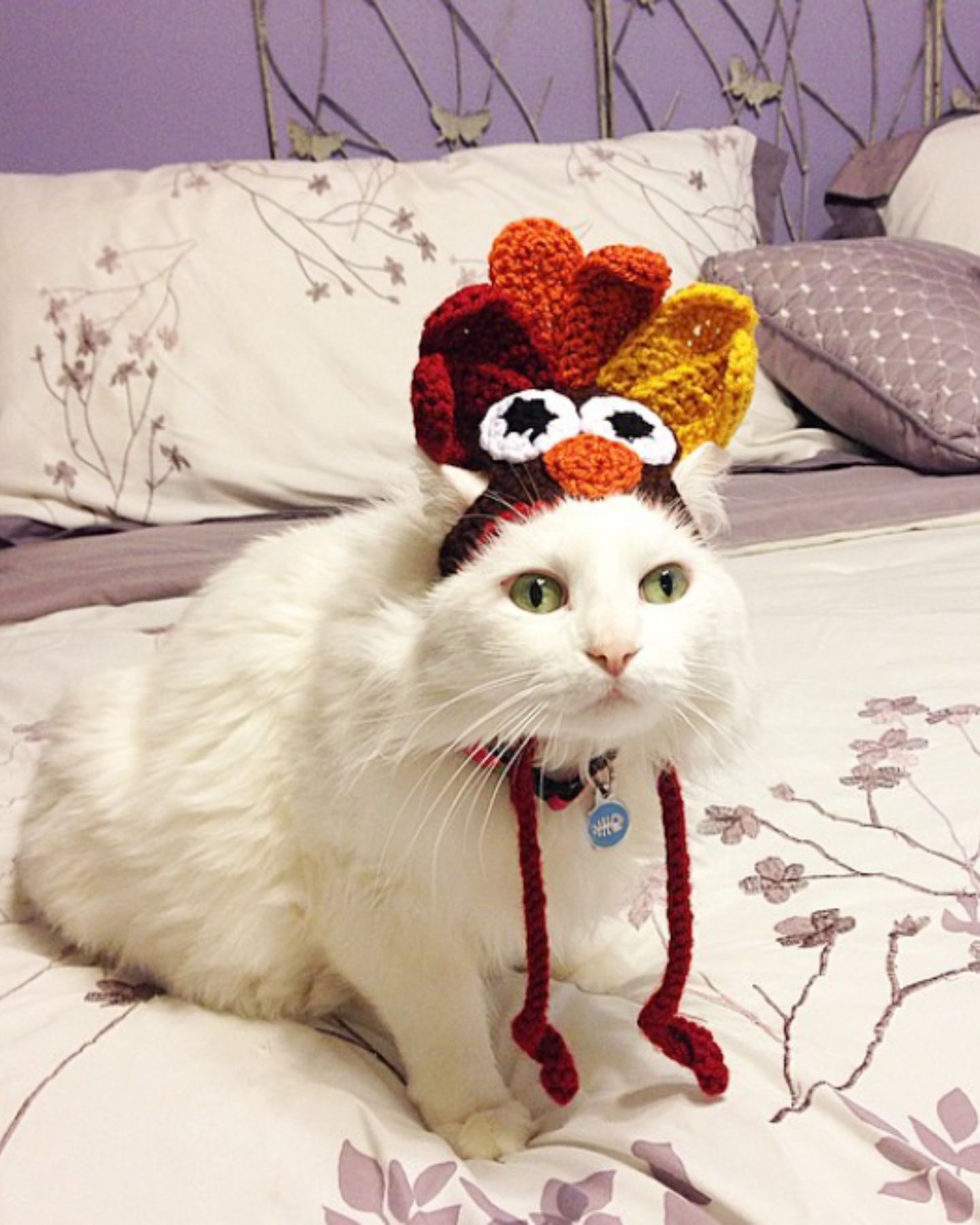 sweet cat with hat