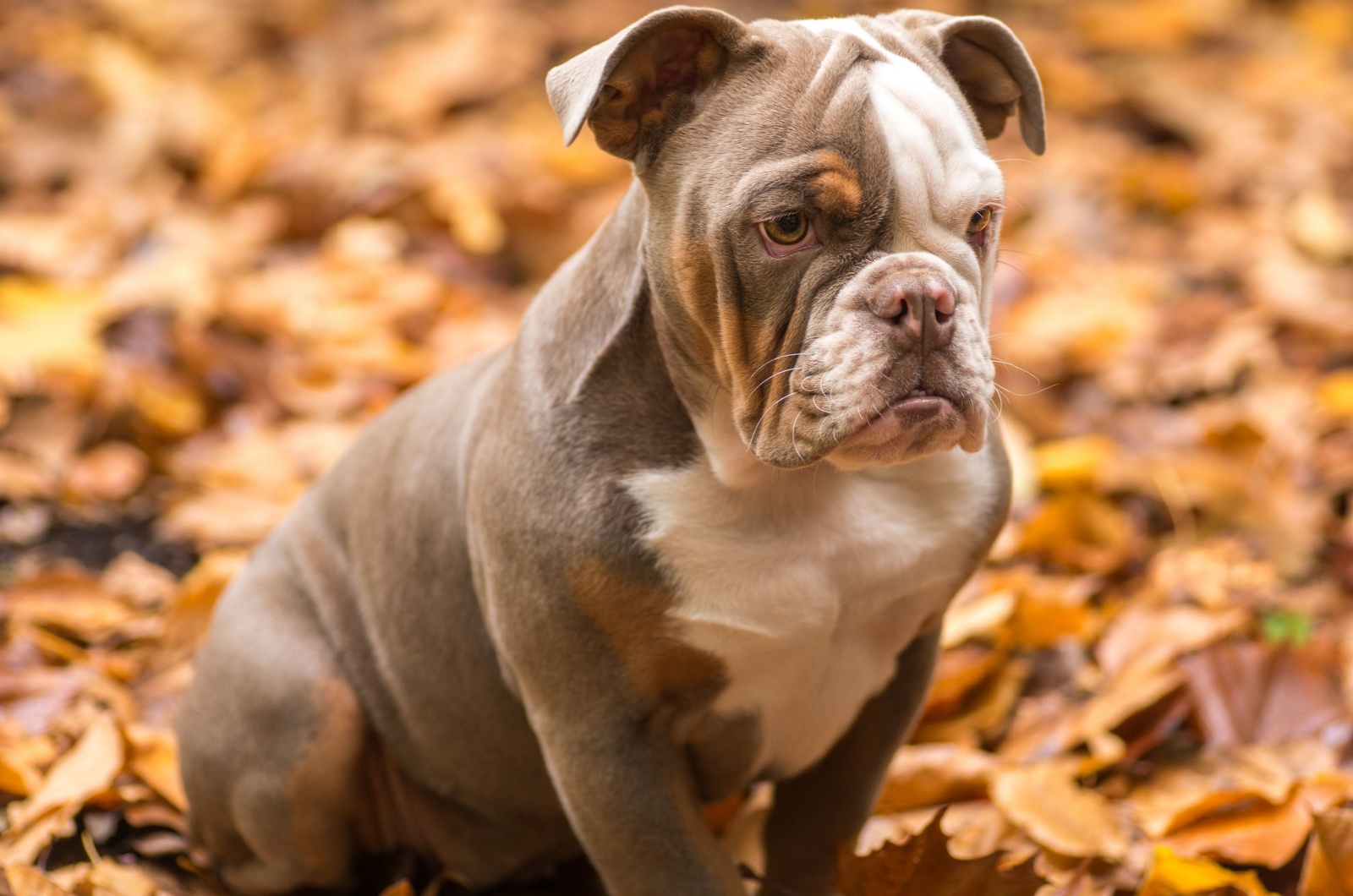 sweet lilac english bulldog