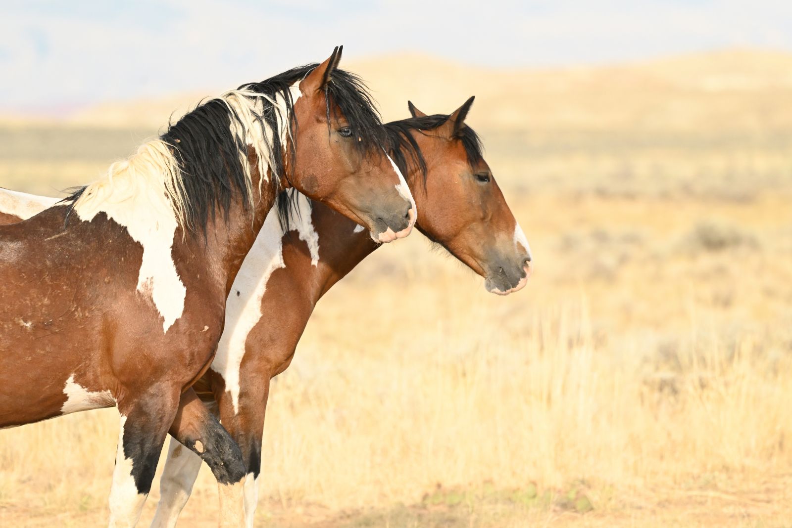 sweet mustangs