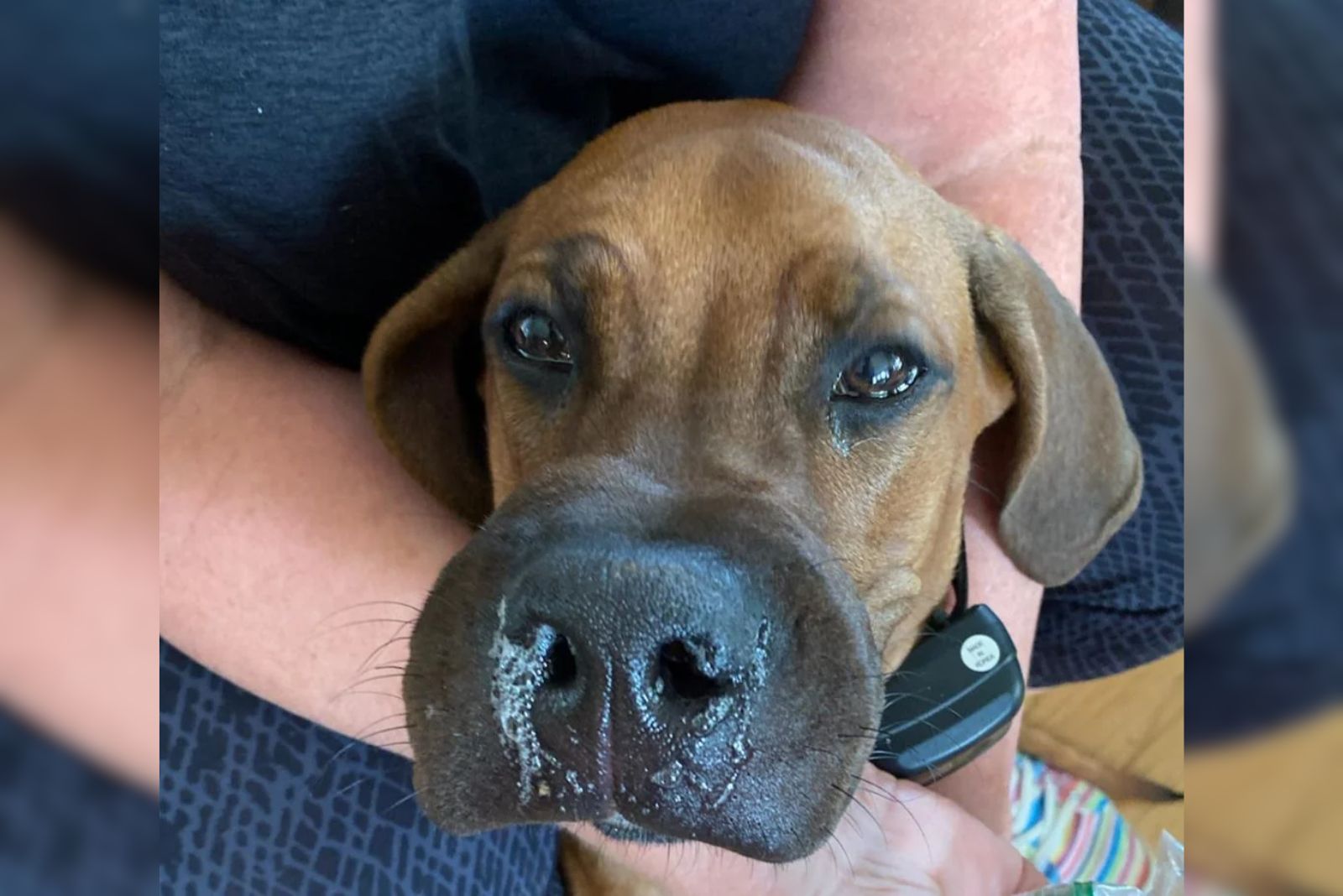 swollen dog close-up photo