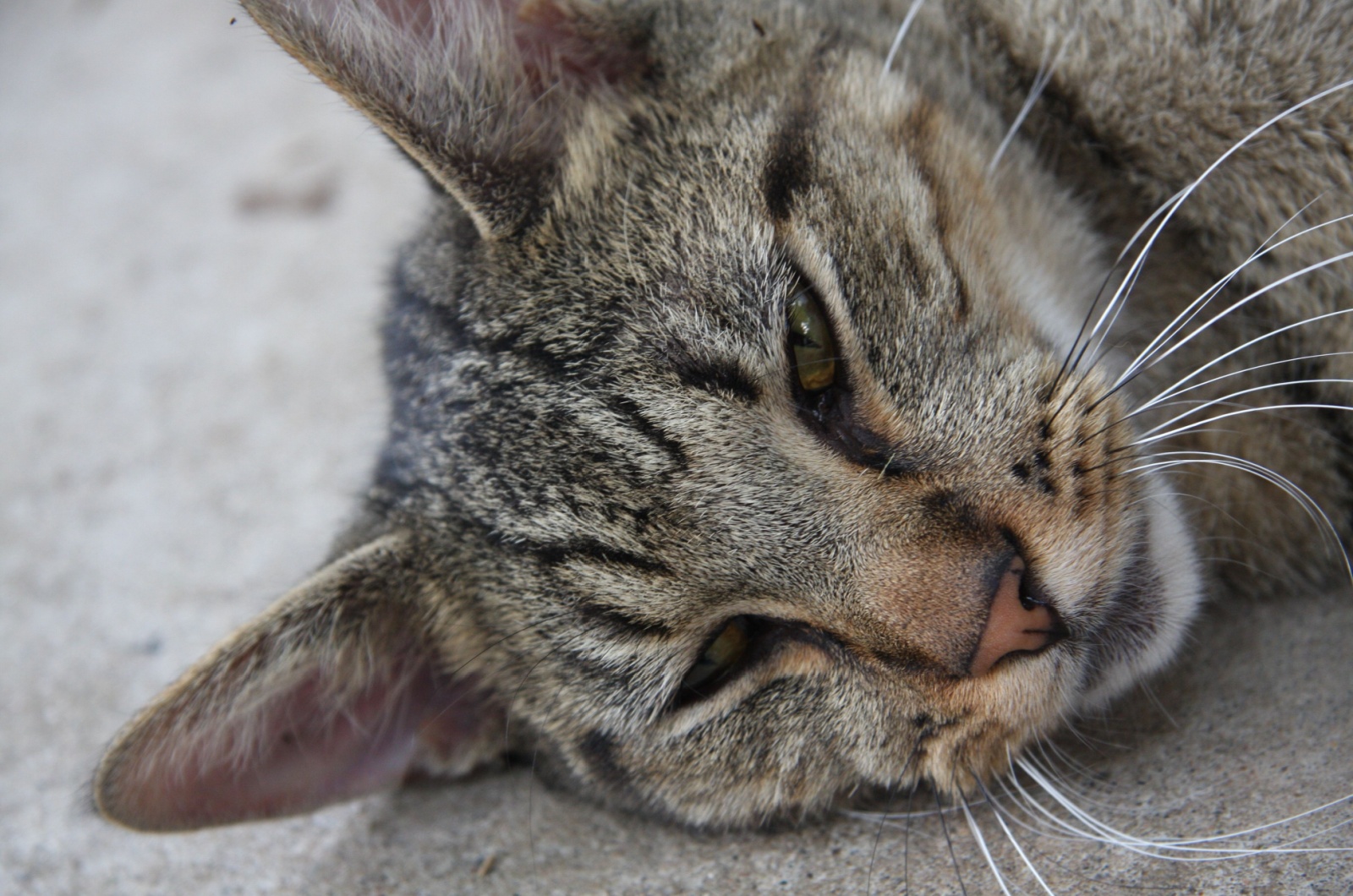 tabby cat close-up photo