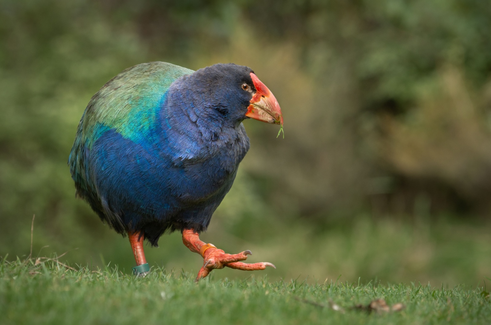 takahe bird