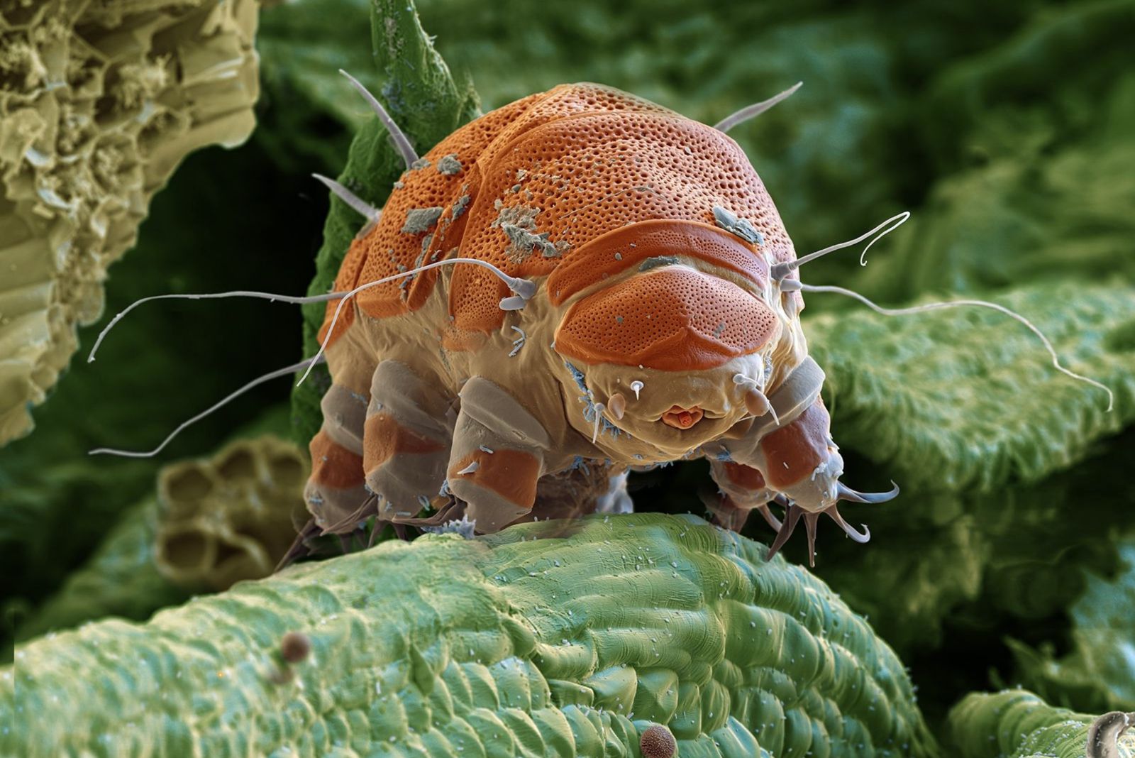 tardigrade