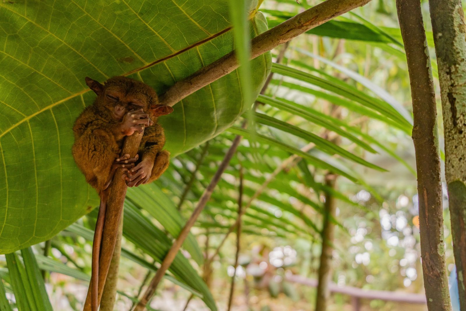 tarsier