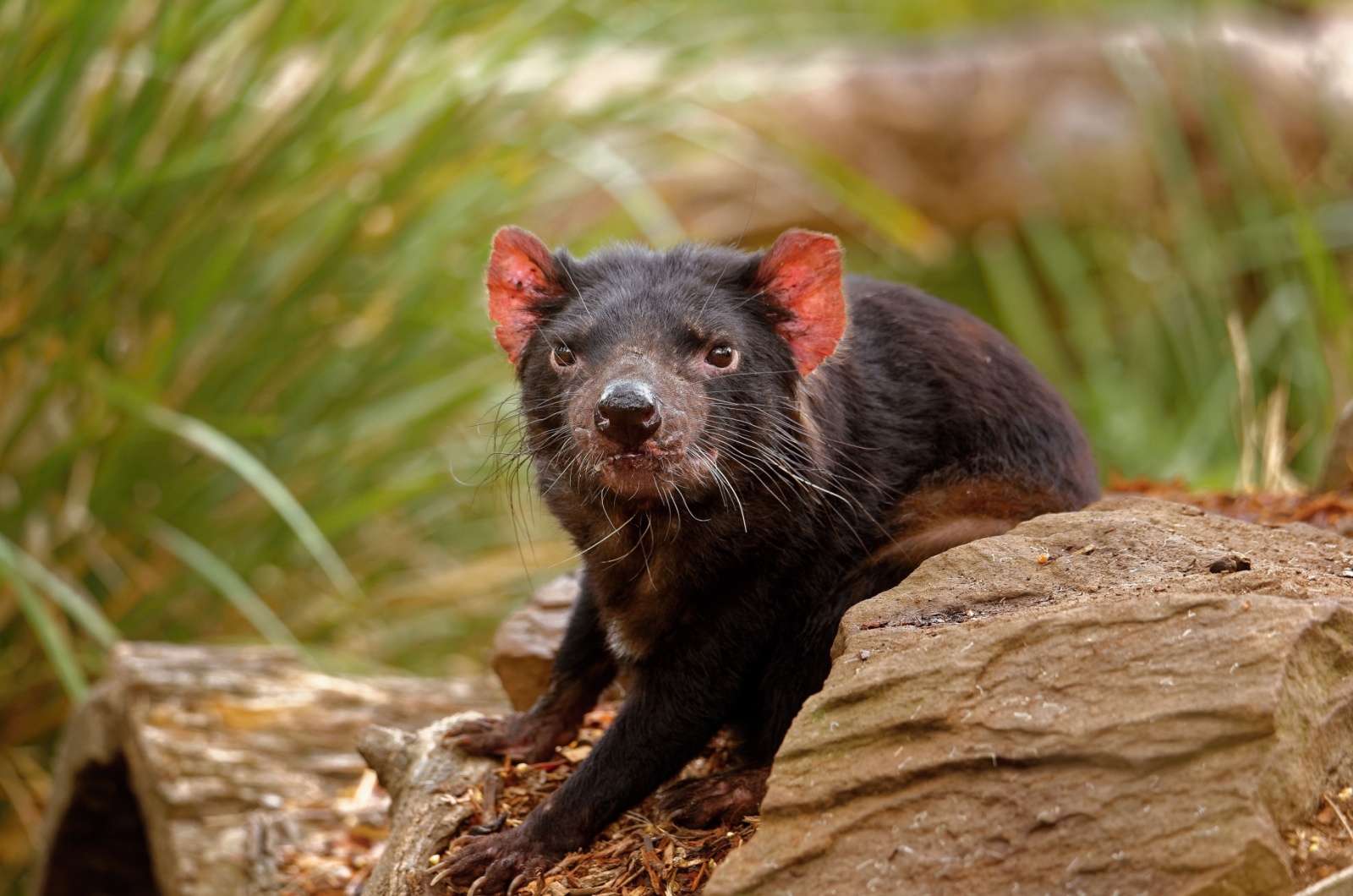 tasmanian devil