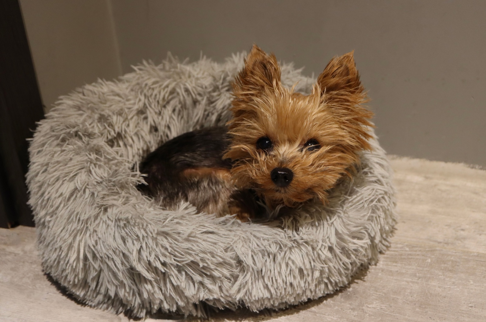 teacup yorkie