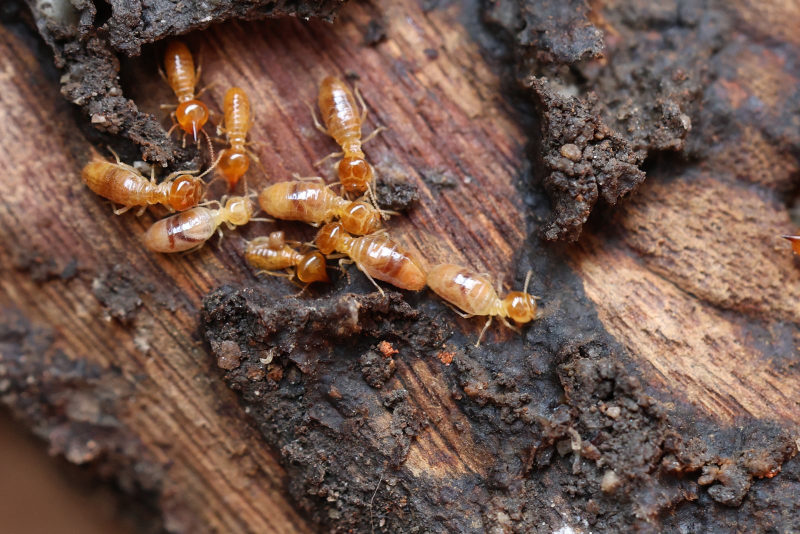 termites