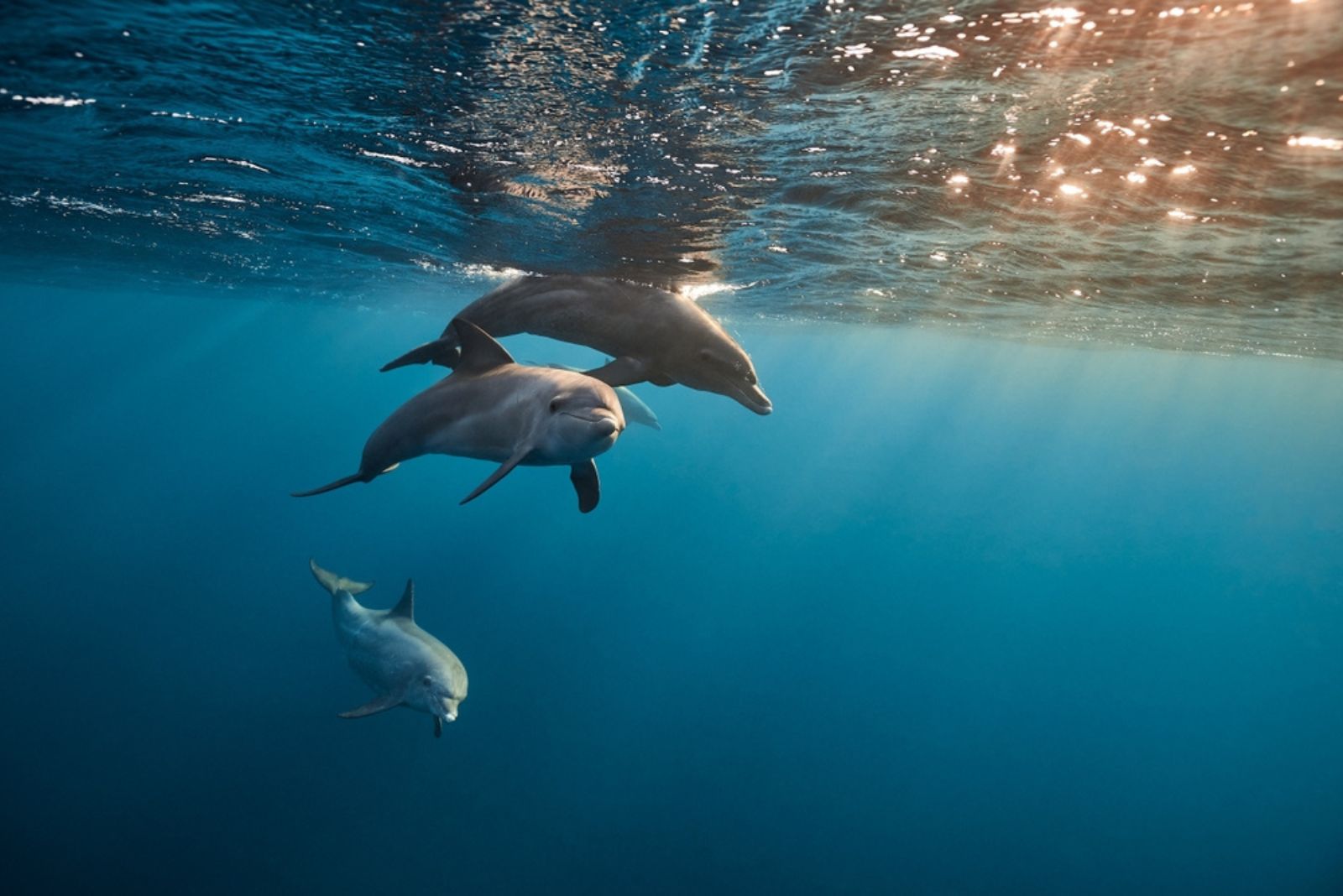 the dolphins in water