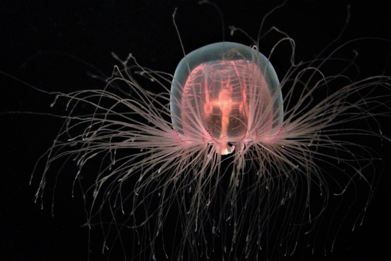 the immortal jellyfish