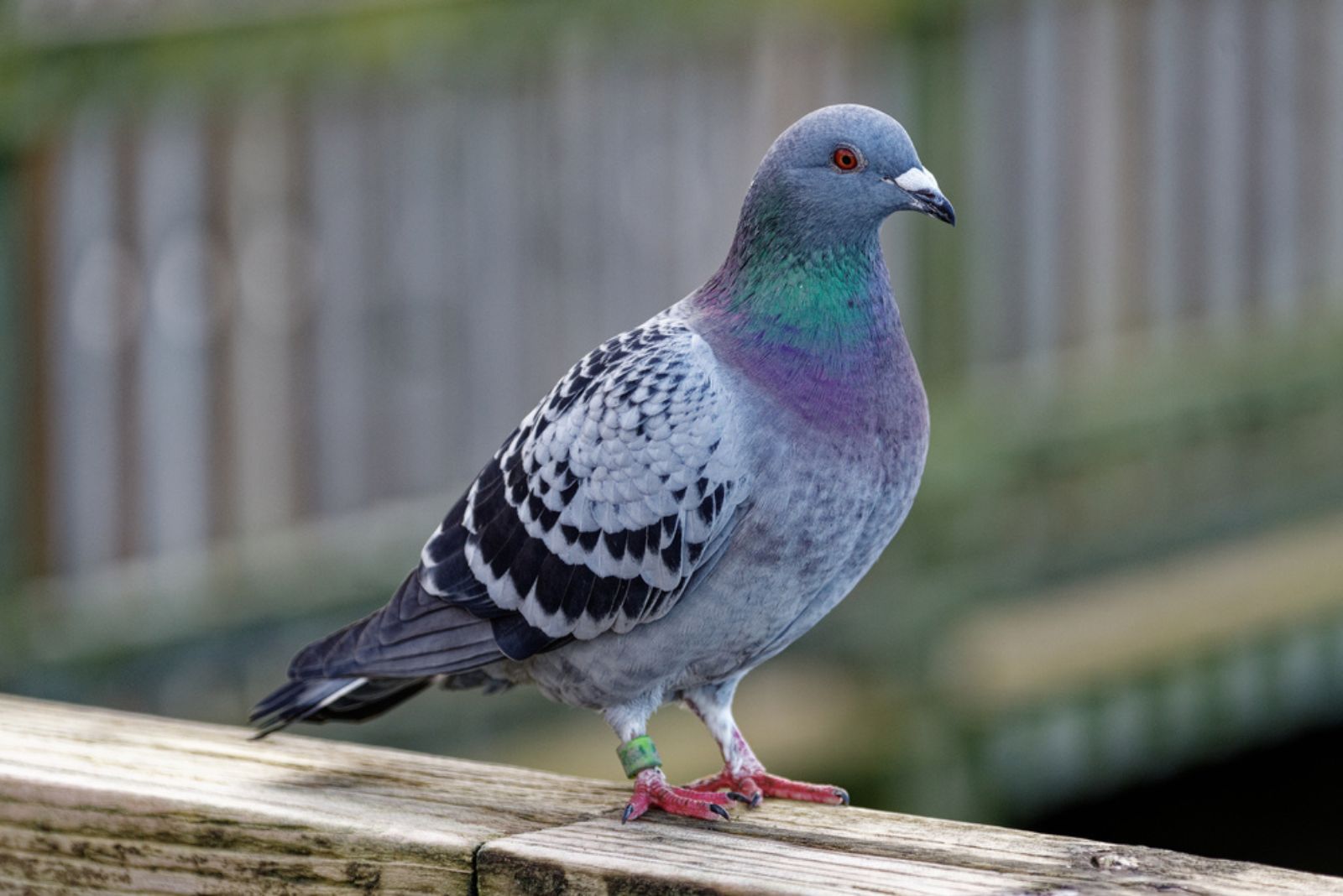 the pigeon