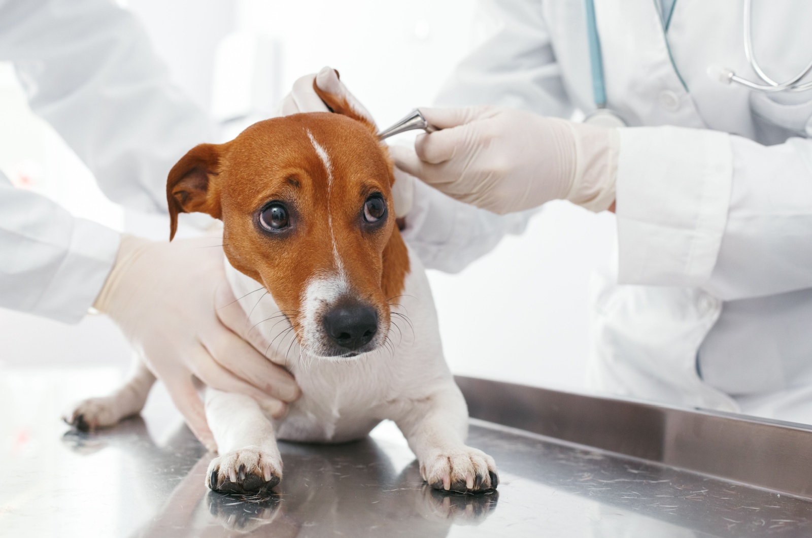 the vet and scared dog