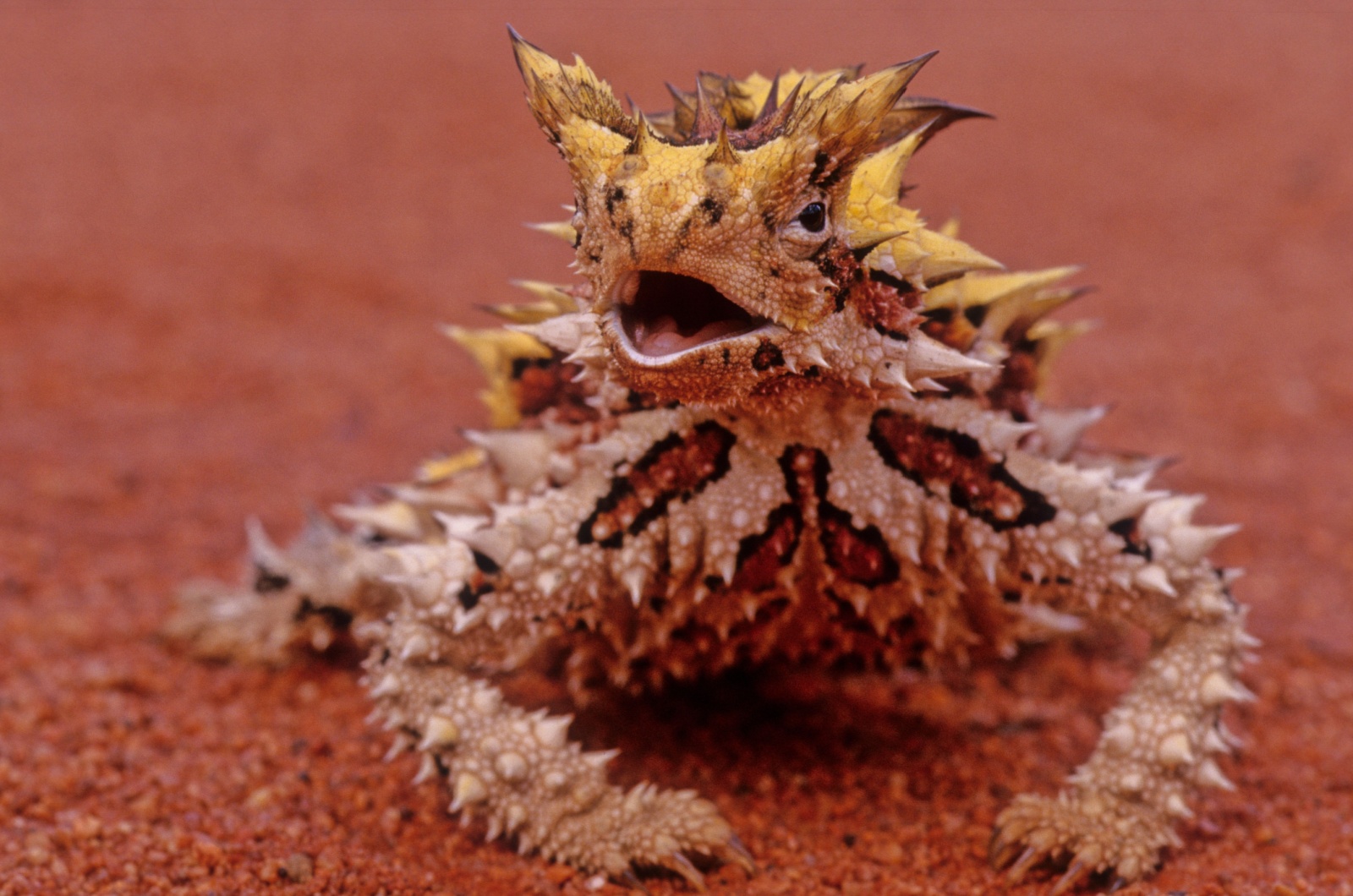 thorny devil