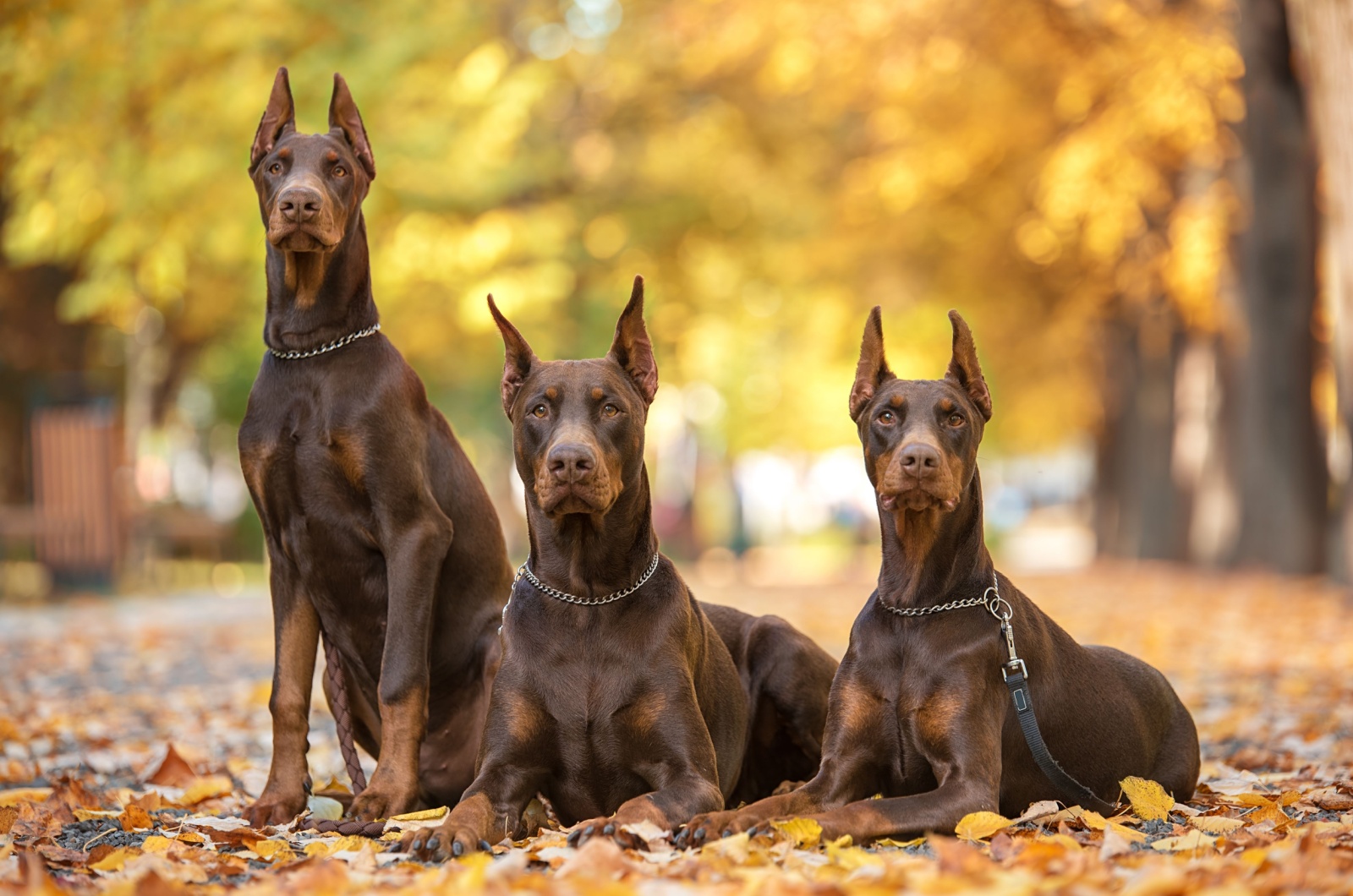 three doberman