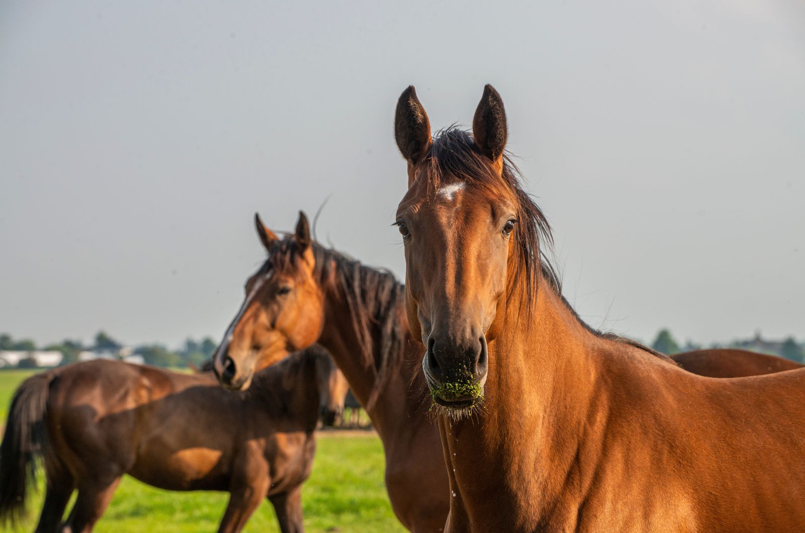 three horses