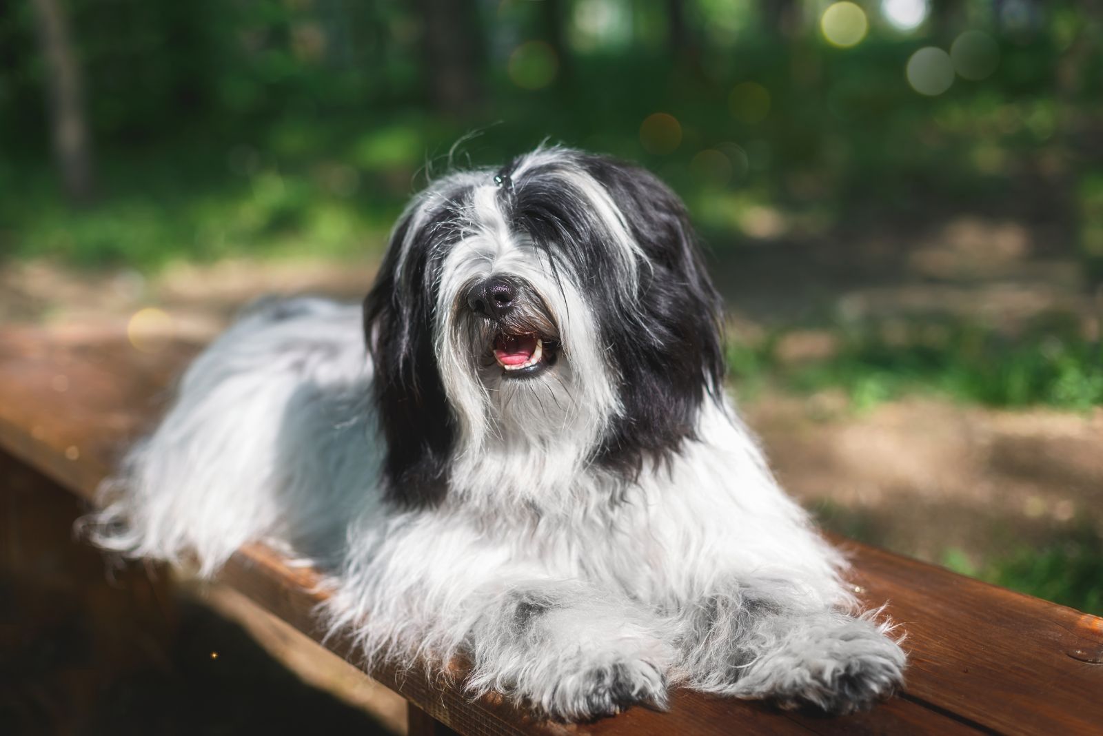 tibetan terrier