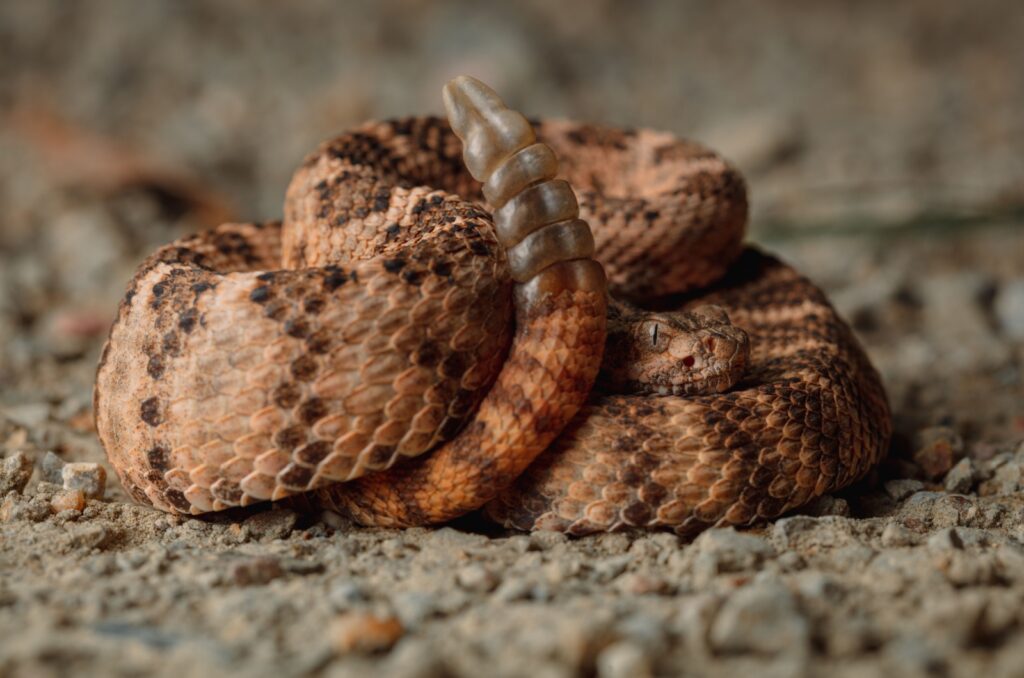 tiger ratlesnake