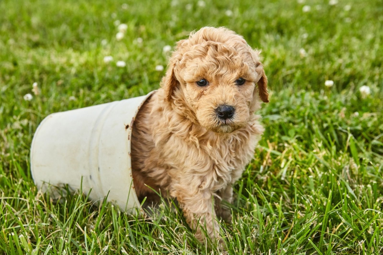 tiny goldendoodle in can