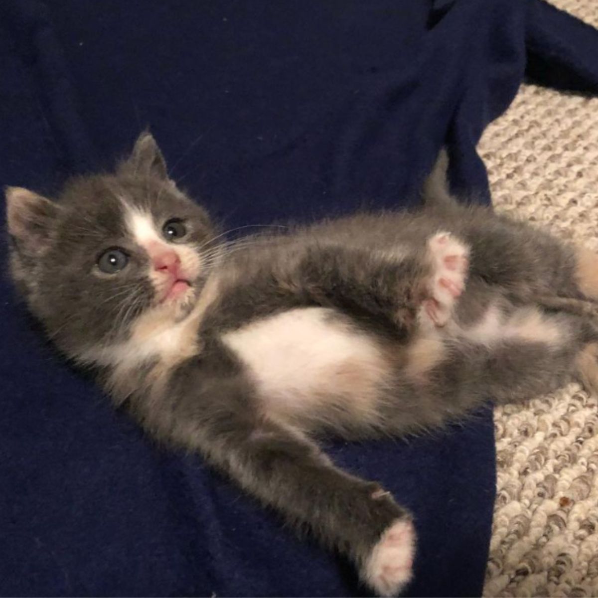 tiny kitten lying on her back