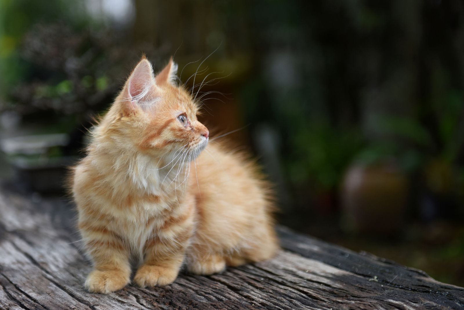 tiny munchkin cat