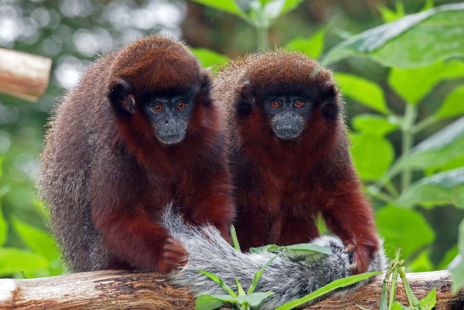 titi monkeys