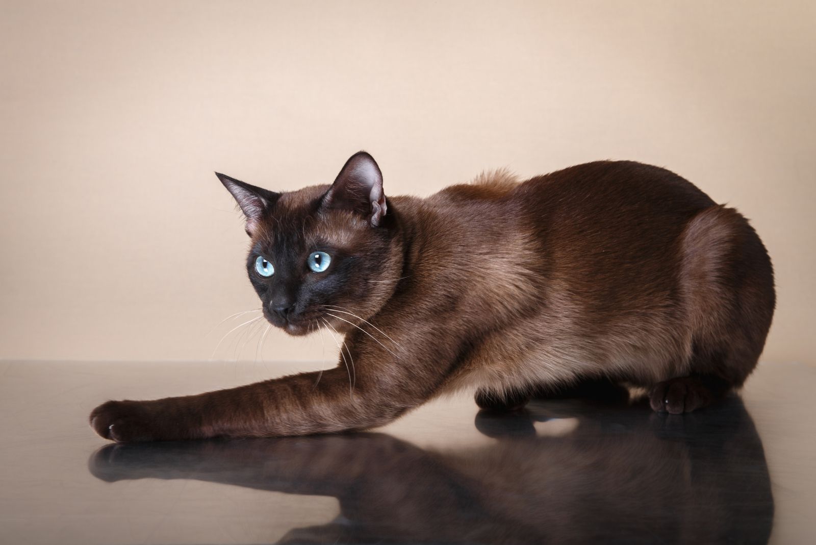 tonkinese