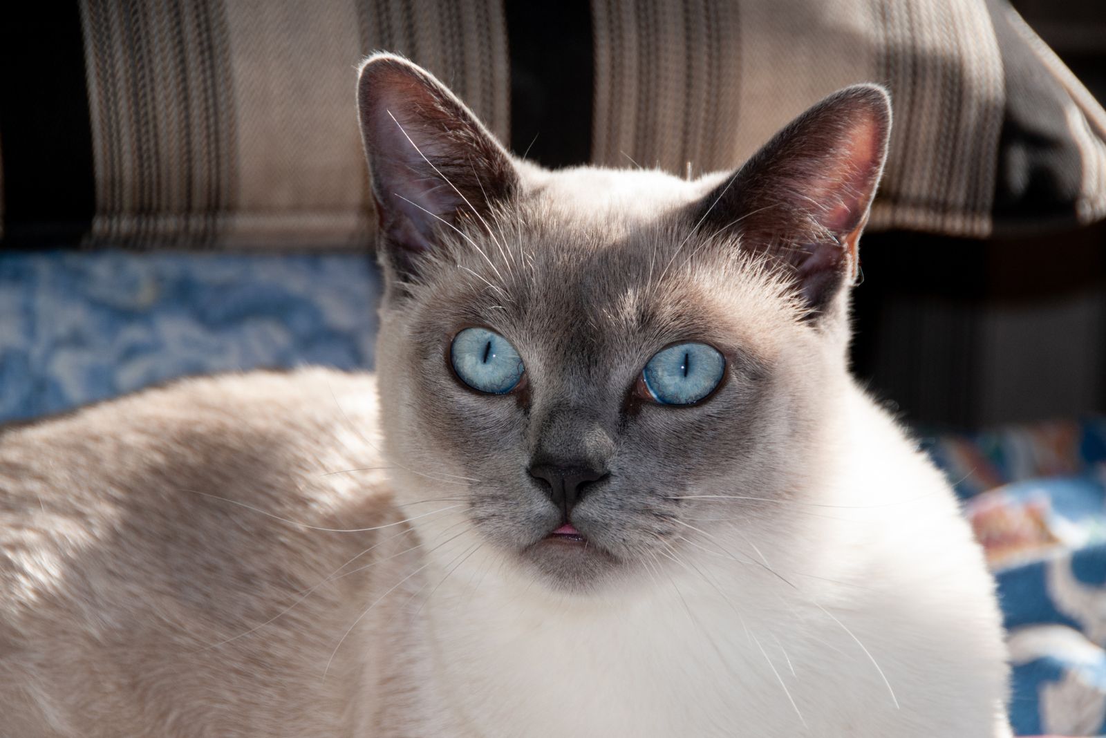 tonkinese cat