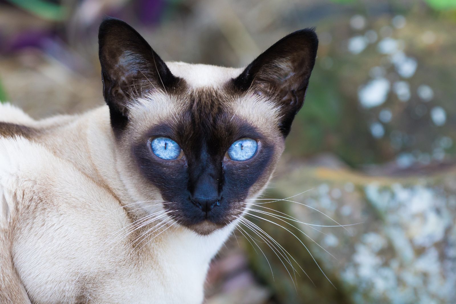 tonkinese cat