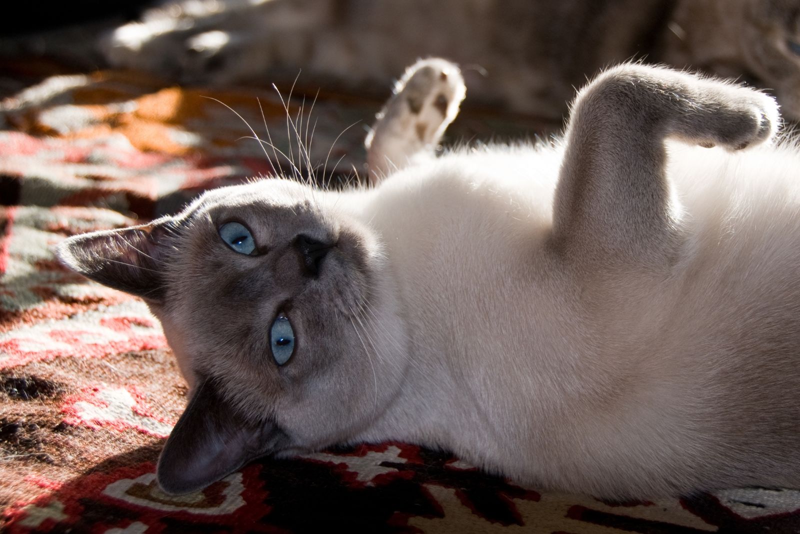 tonkinese cat laying