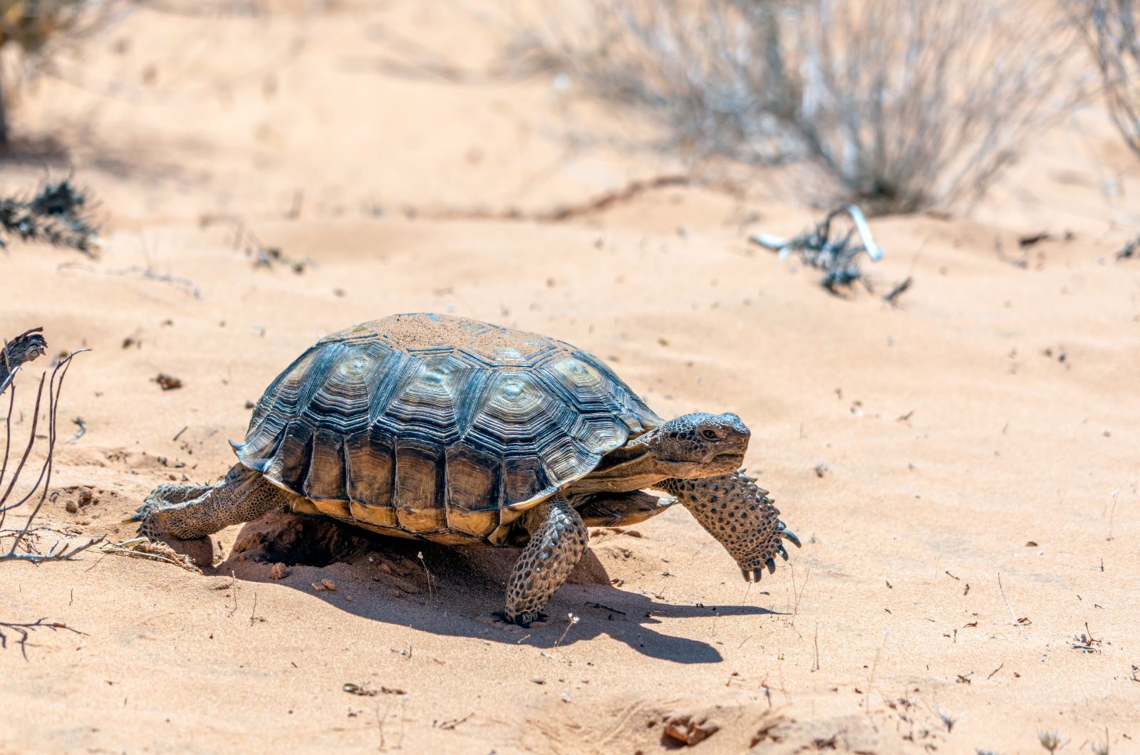 tortoise in desert