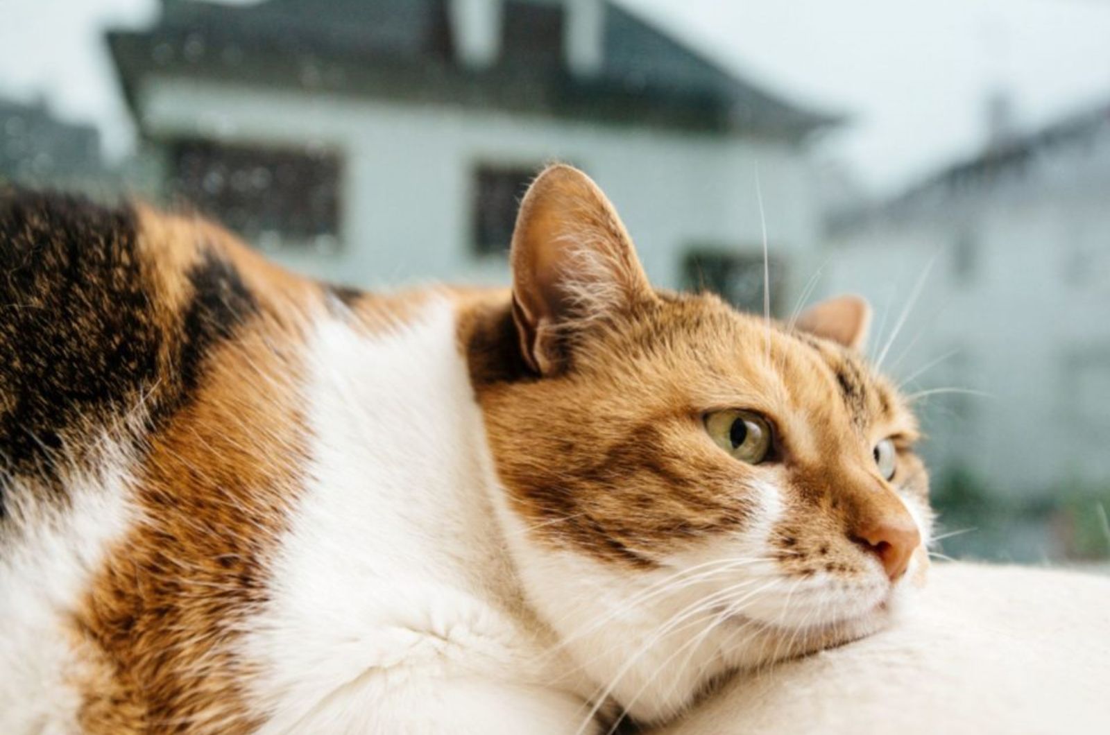 tricolor cat