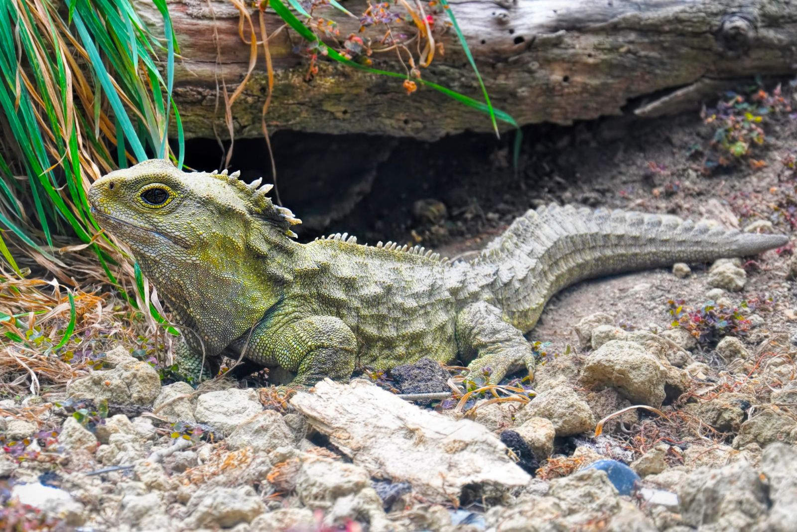 tuatara