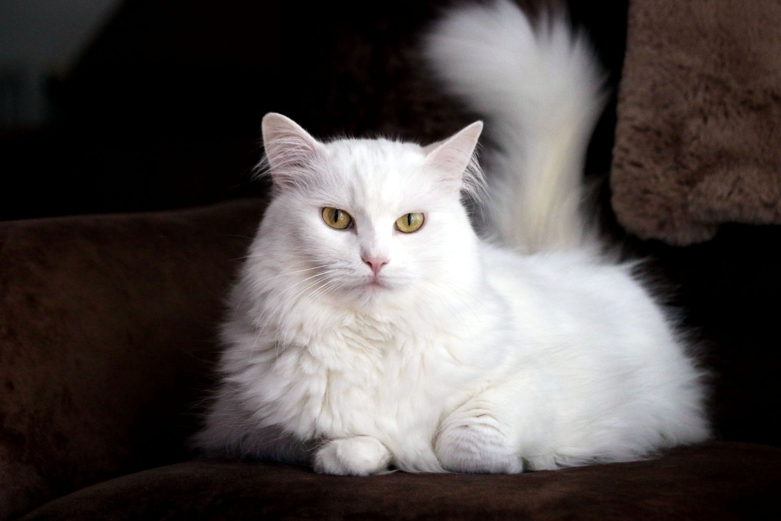 turkish angora cat