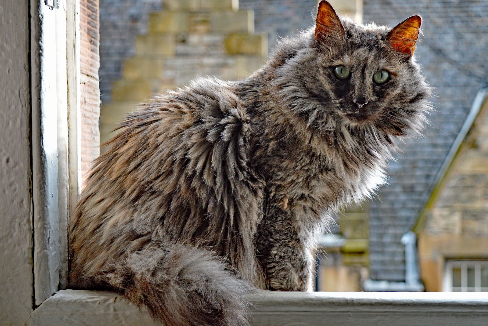 turkish angora