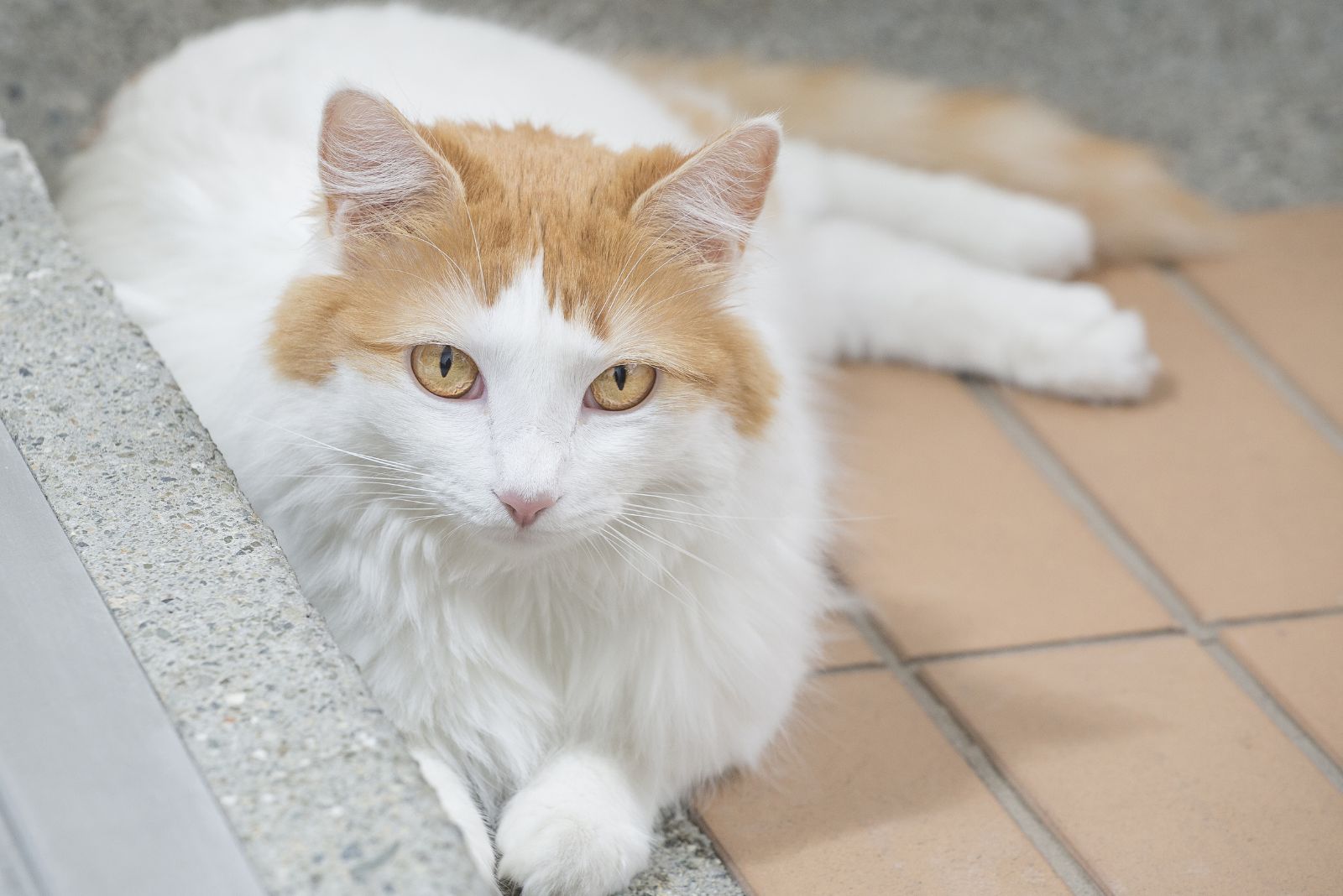 turkish van