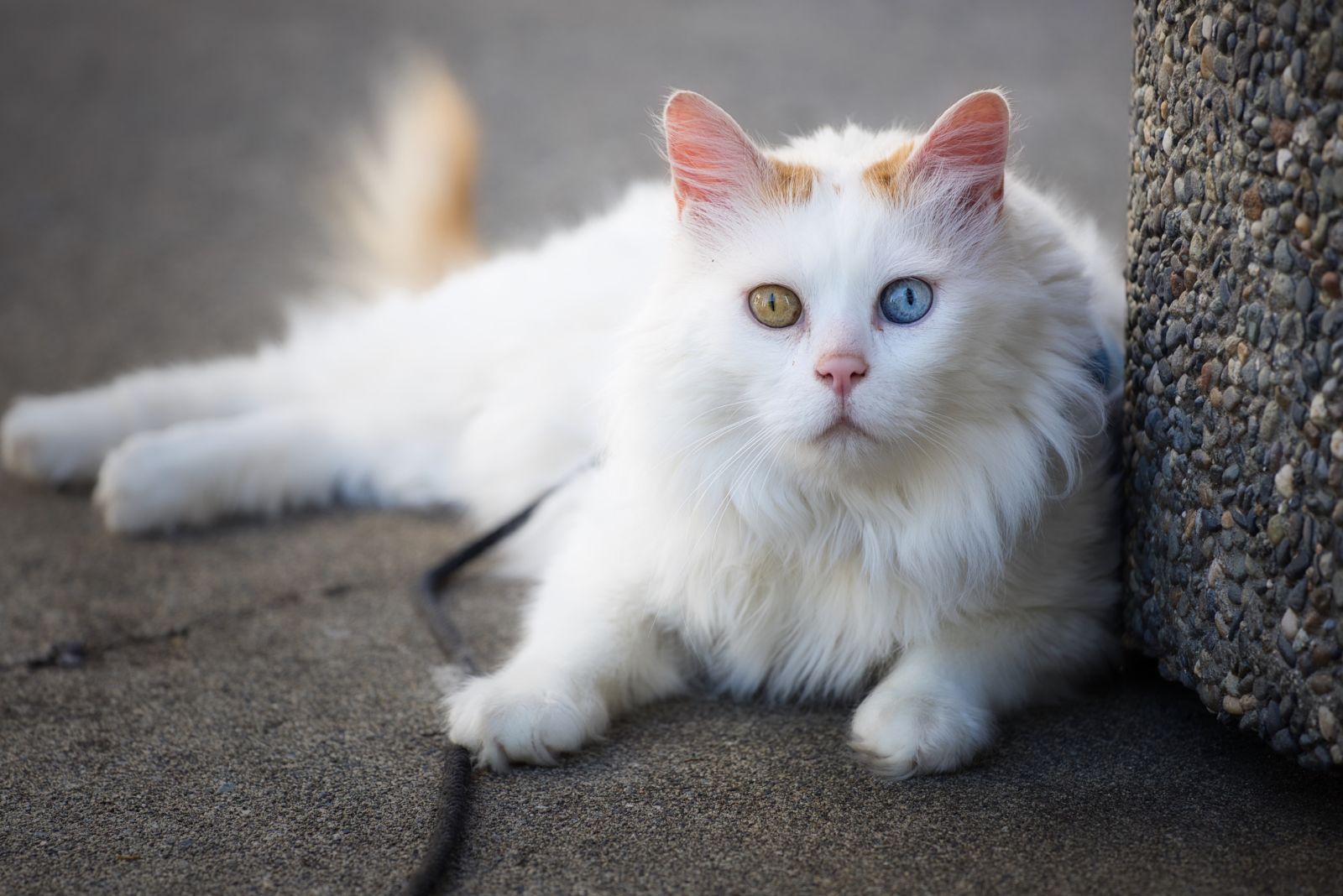 turkish van cat