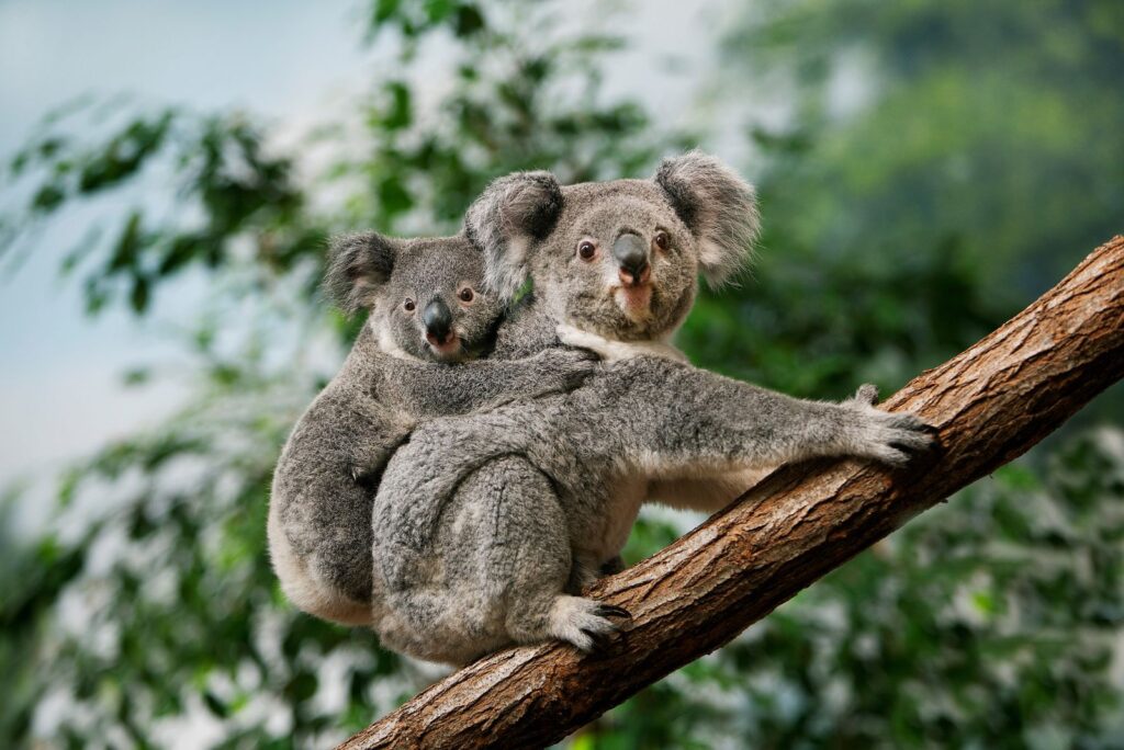 two animals on a tree